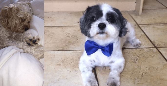 2 dogs, 1 asleep, 1 wearing a bow tie