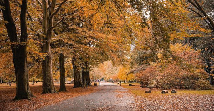 Autumn trees in a park