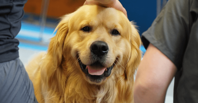 golden retriever being petted