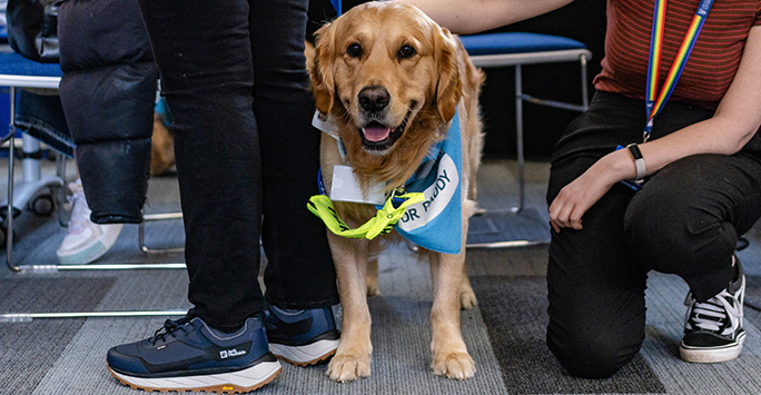 Ralphie the retriever