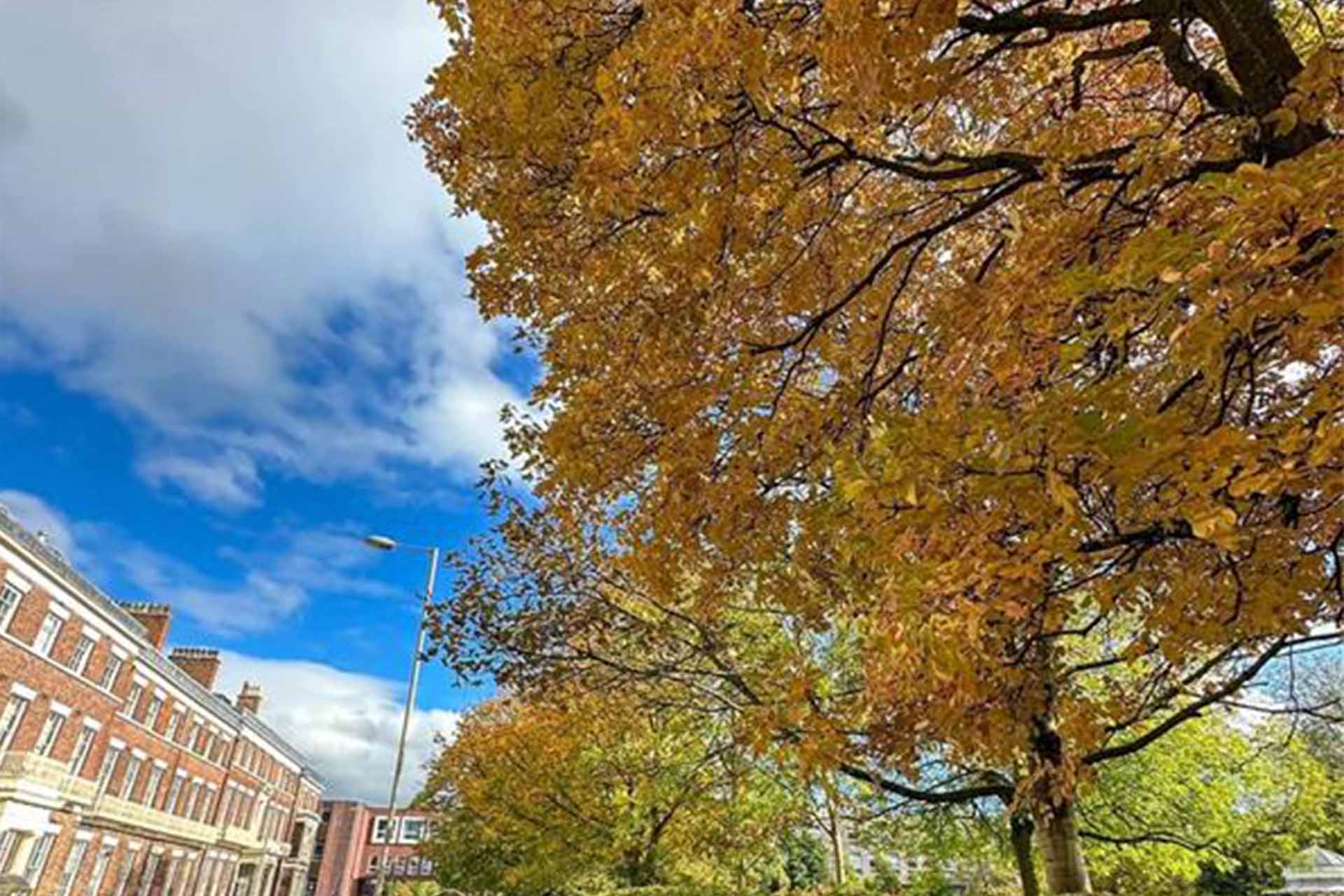 autumn leaves and blue skies