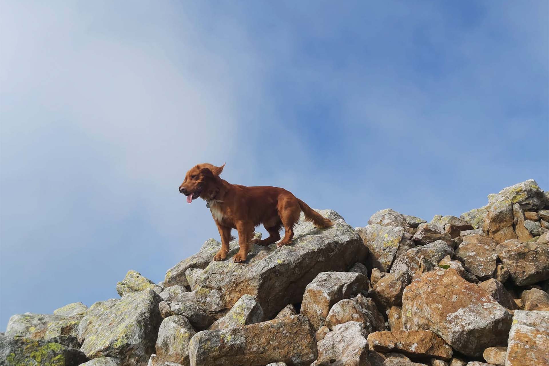 dog on top of a mountain