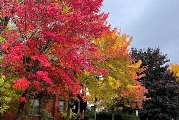 Trees covered in red, green and orange leaves