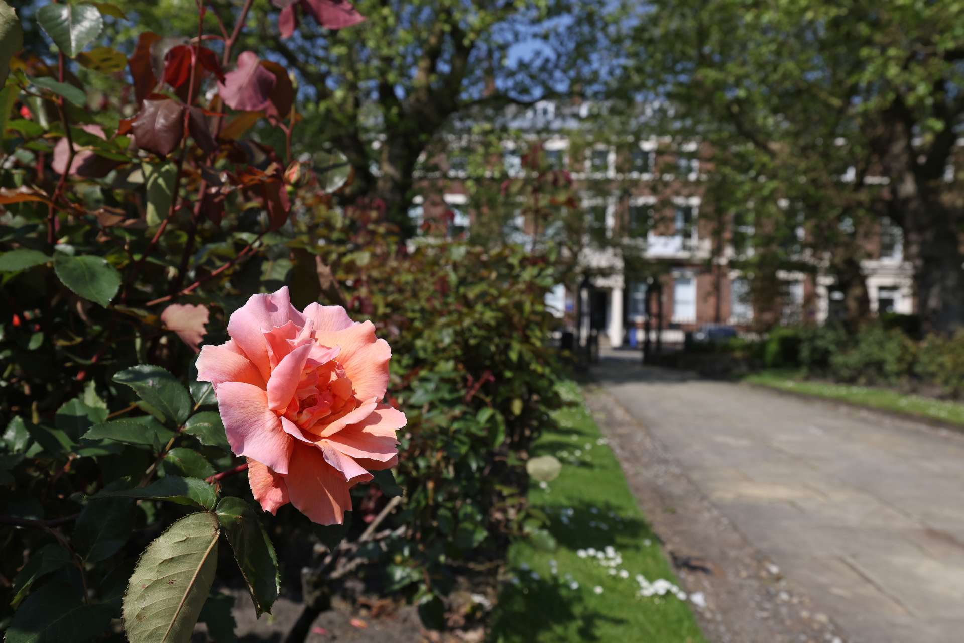 Photo of Abercromby Square with flowers