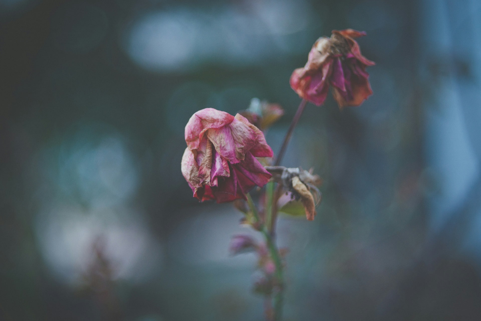 A pink rose that is decaying.