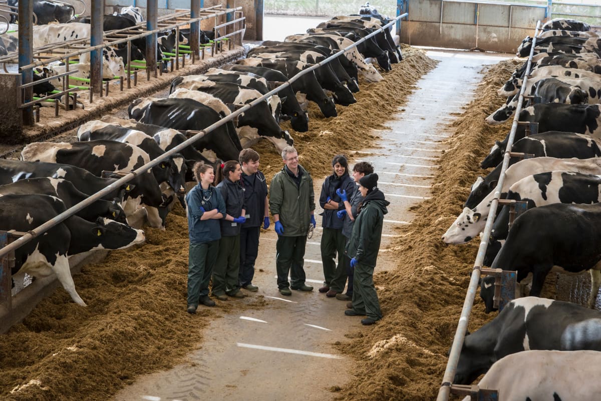 Students at Leahurt Campus gathered around cows