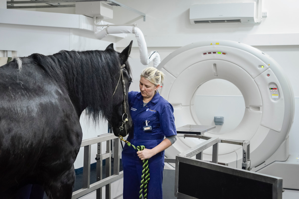 Horse getting ready for scan