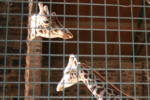 Giraffes in Chester Zoo