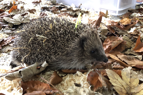 Hedgehog during hibernation research