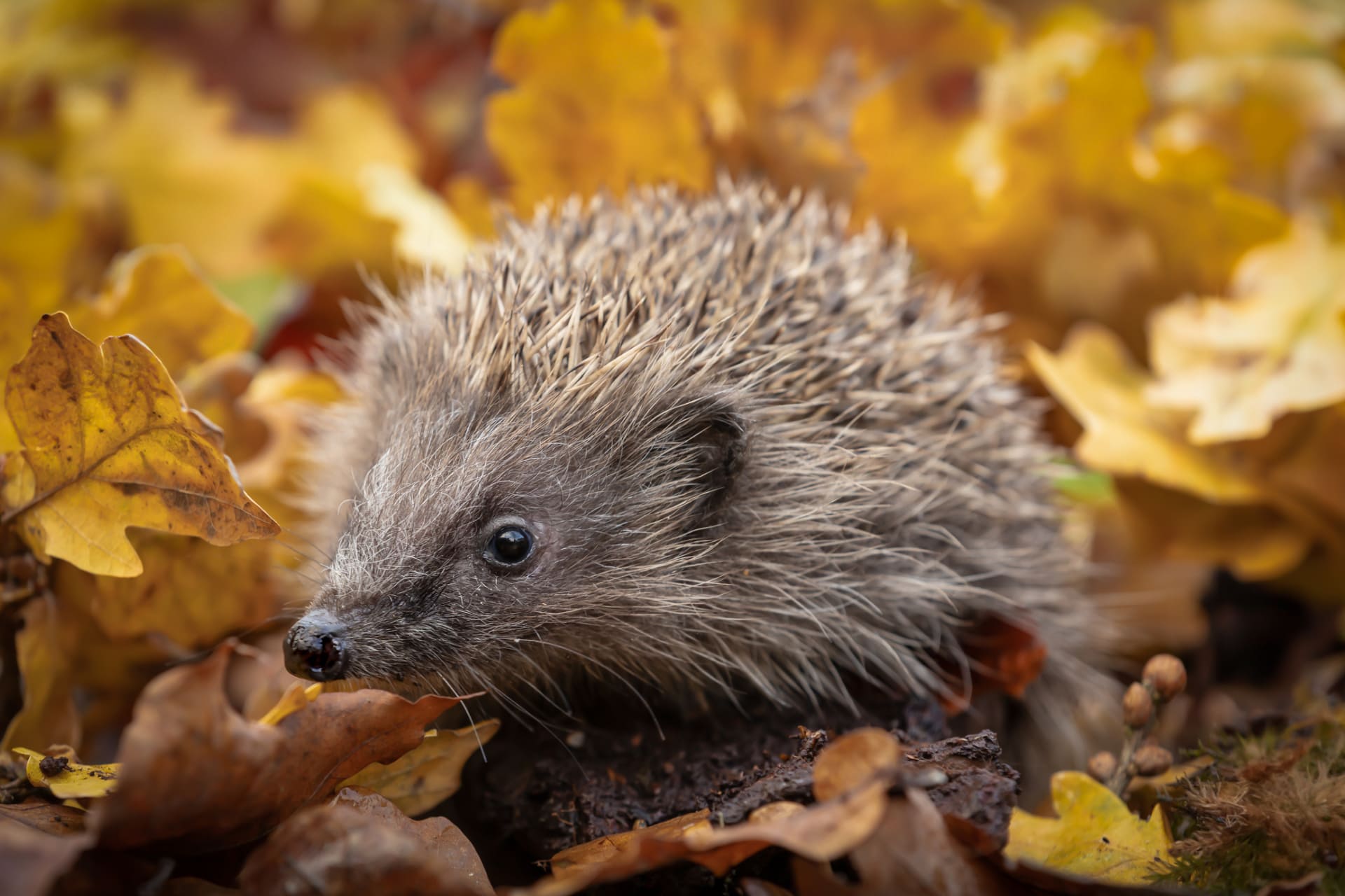 A hedgehog in fall leaves.