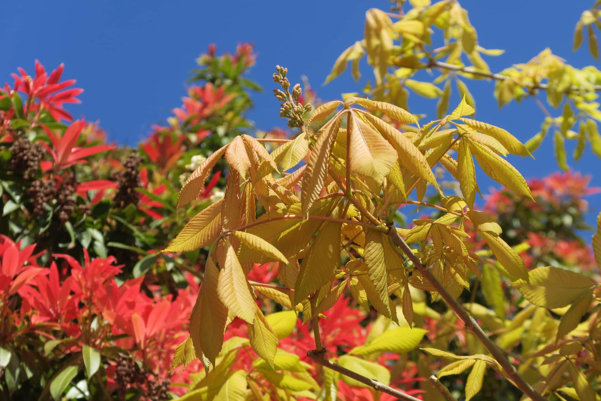 Brightly coloured yellow, red, and green leaves with just a hint of blue skies in the background.