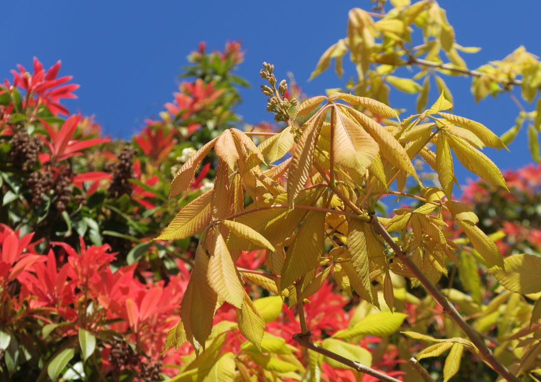 Yellow red and orange leaves against a bright blue sky.