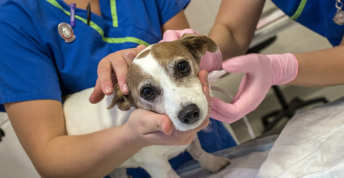 Dog examined by vets