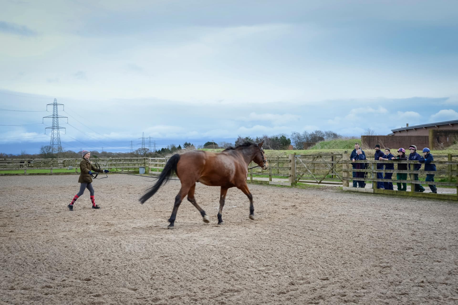 Horse exercising in yard