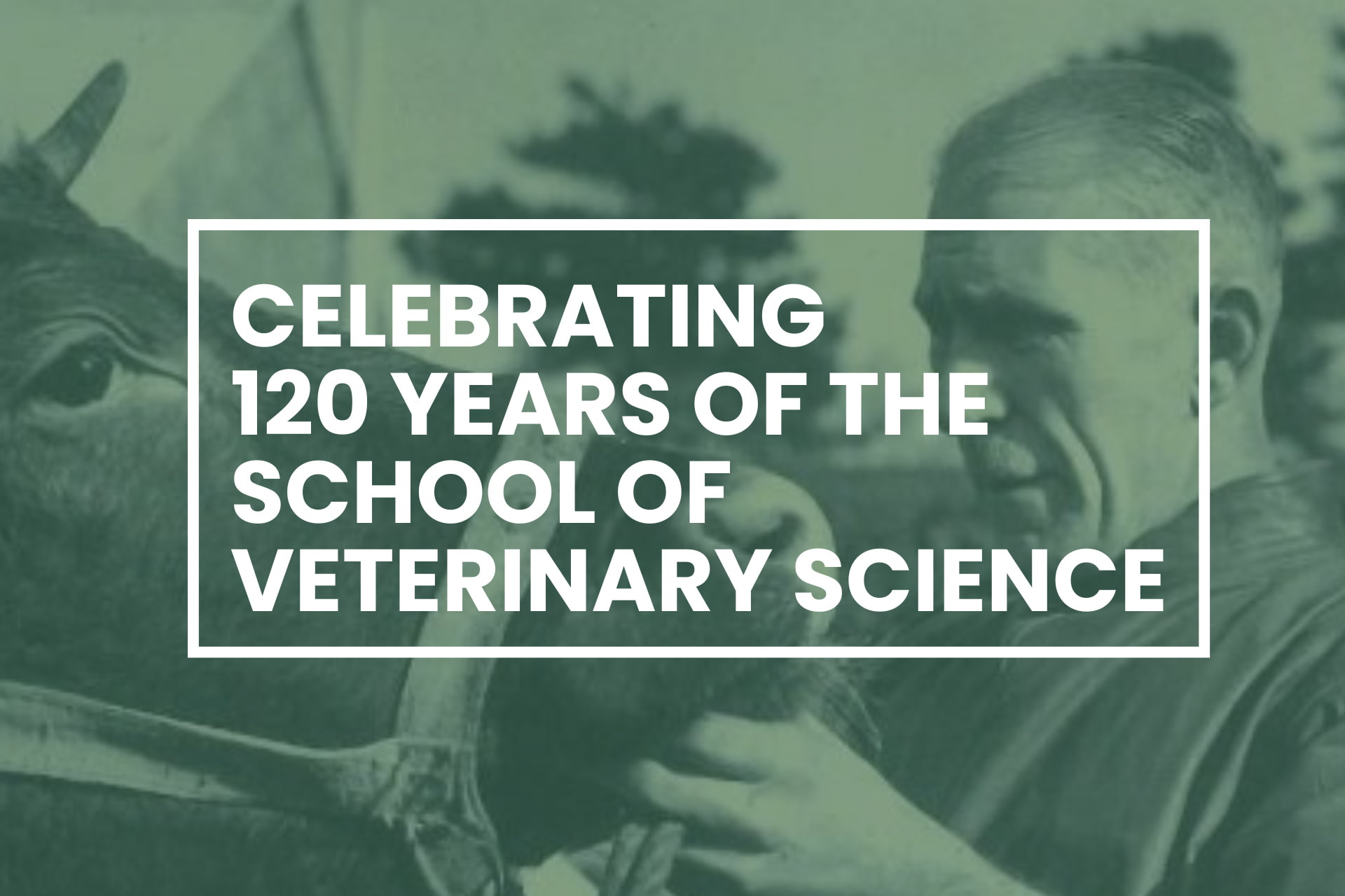 Banner with the words Celebrating 120 years of the school of veterinary science