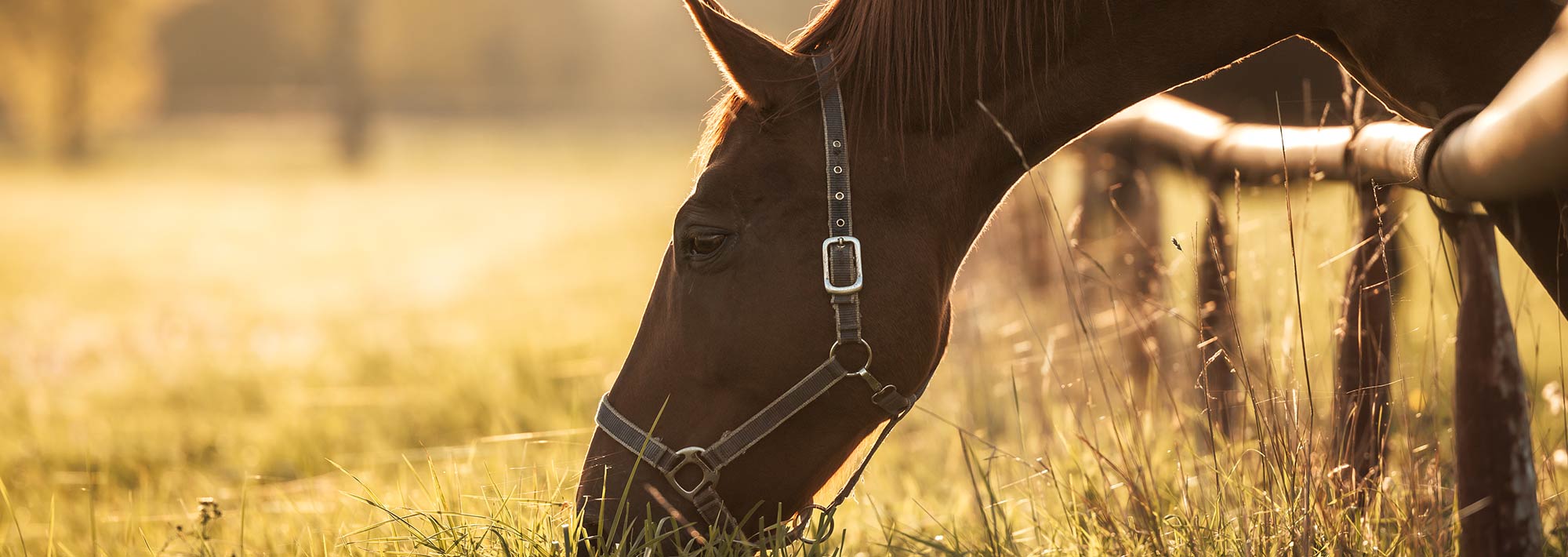 Thoroughbred horse grazing grass on pasture during sunset.