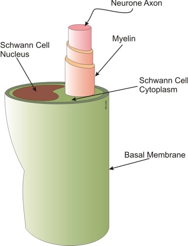 schwann cell diagram